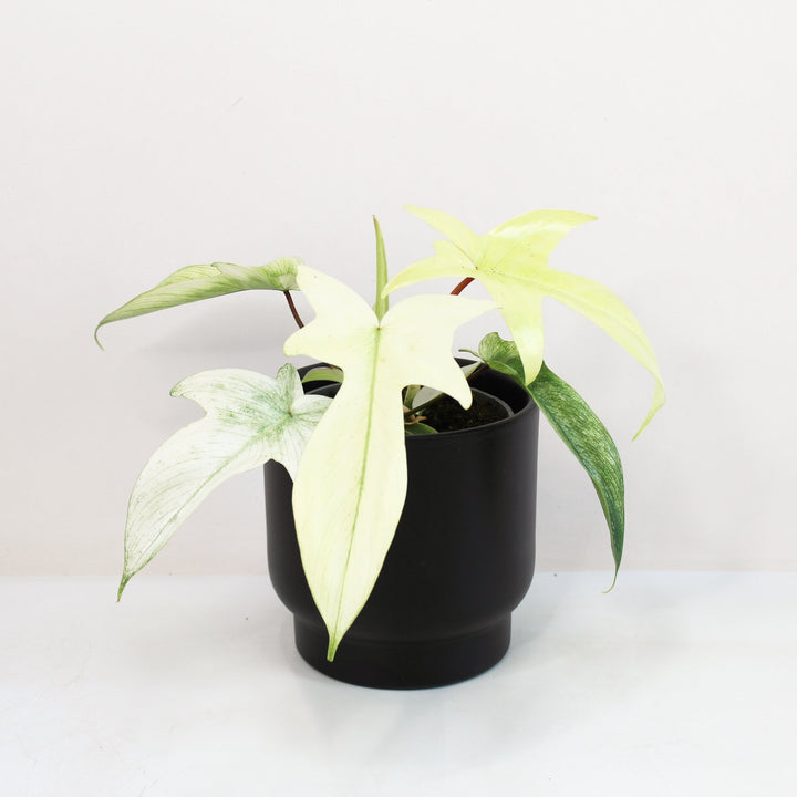 Philodendron Florida Ghost M Foliage Dreams