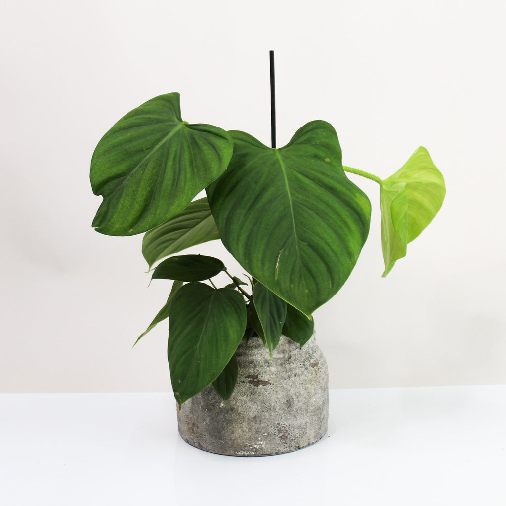 Philodendron Fuzzy Petiole  Foliage Dreams