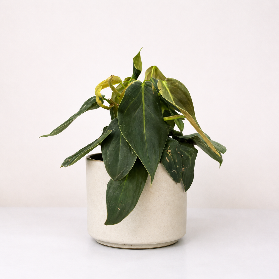 Philodendron Gigas Foliage Dreams