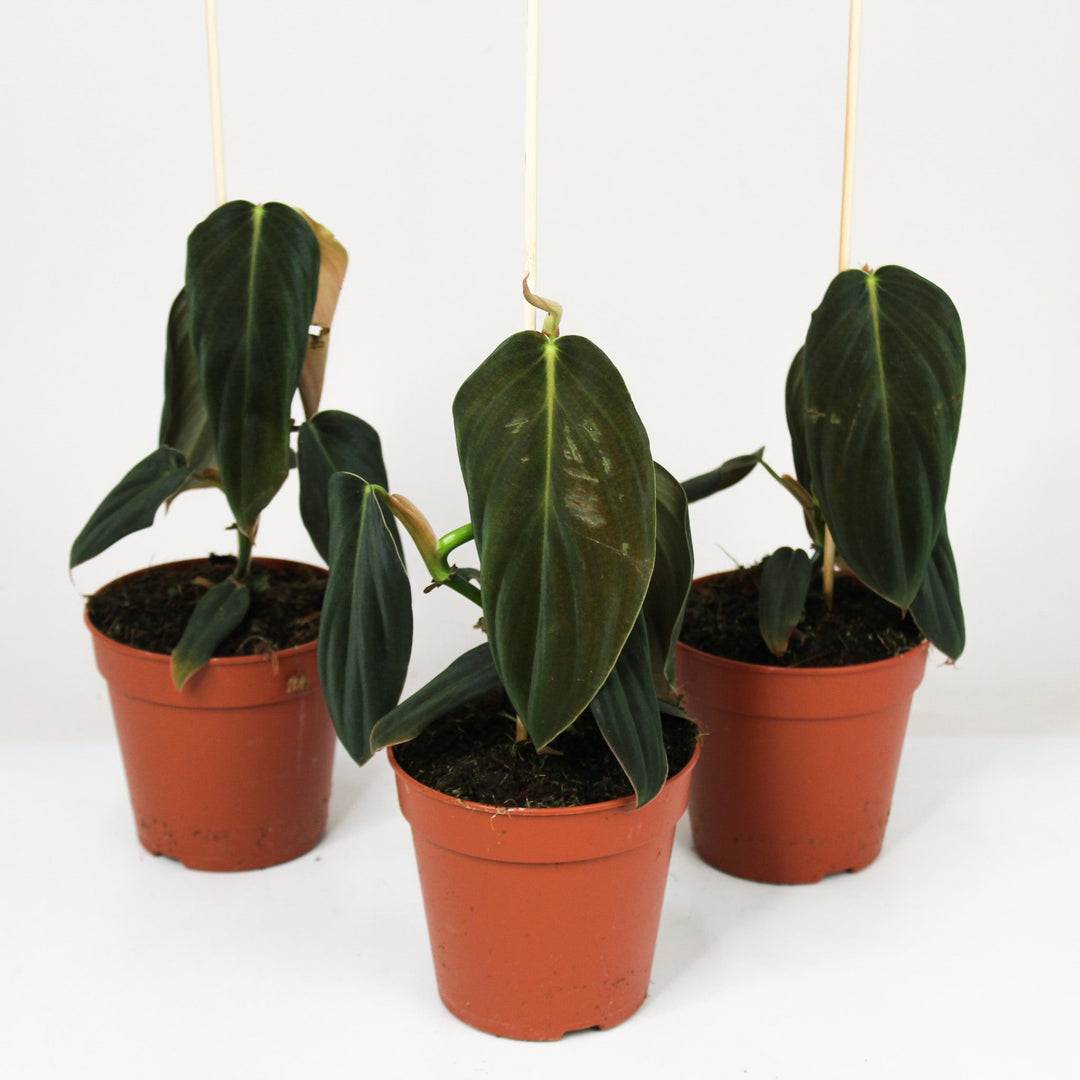 Philodendron gigas Foliage Dreams
