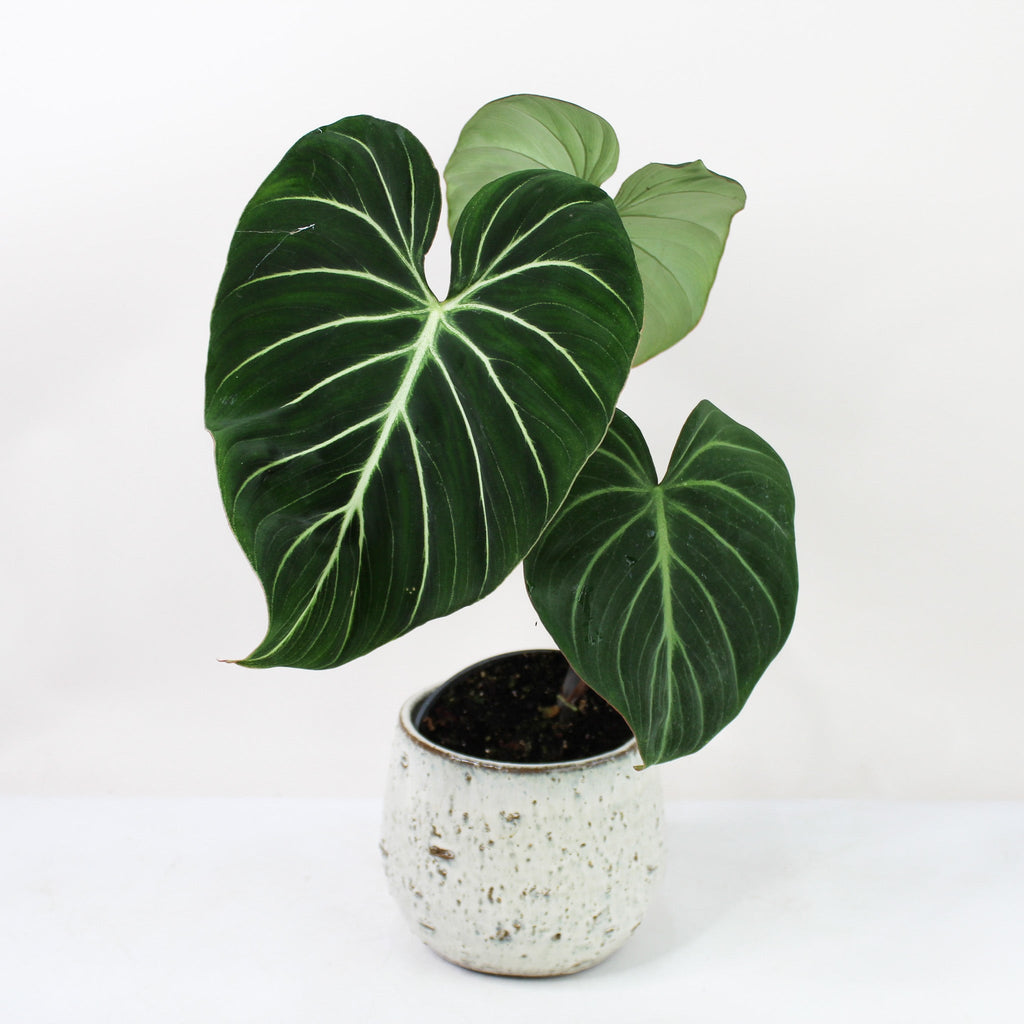philodendron gloriosum dark form vs regular Philodendron Gloriosum 'Dark Form' – Foliage Dreams