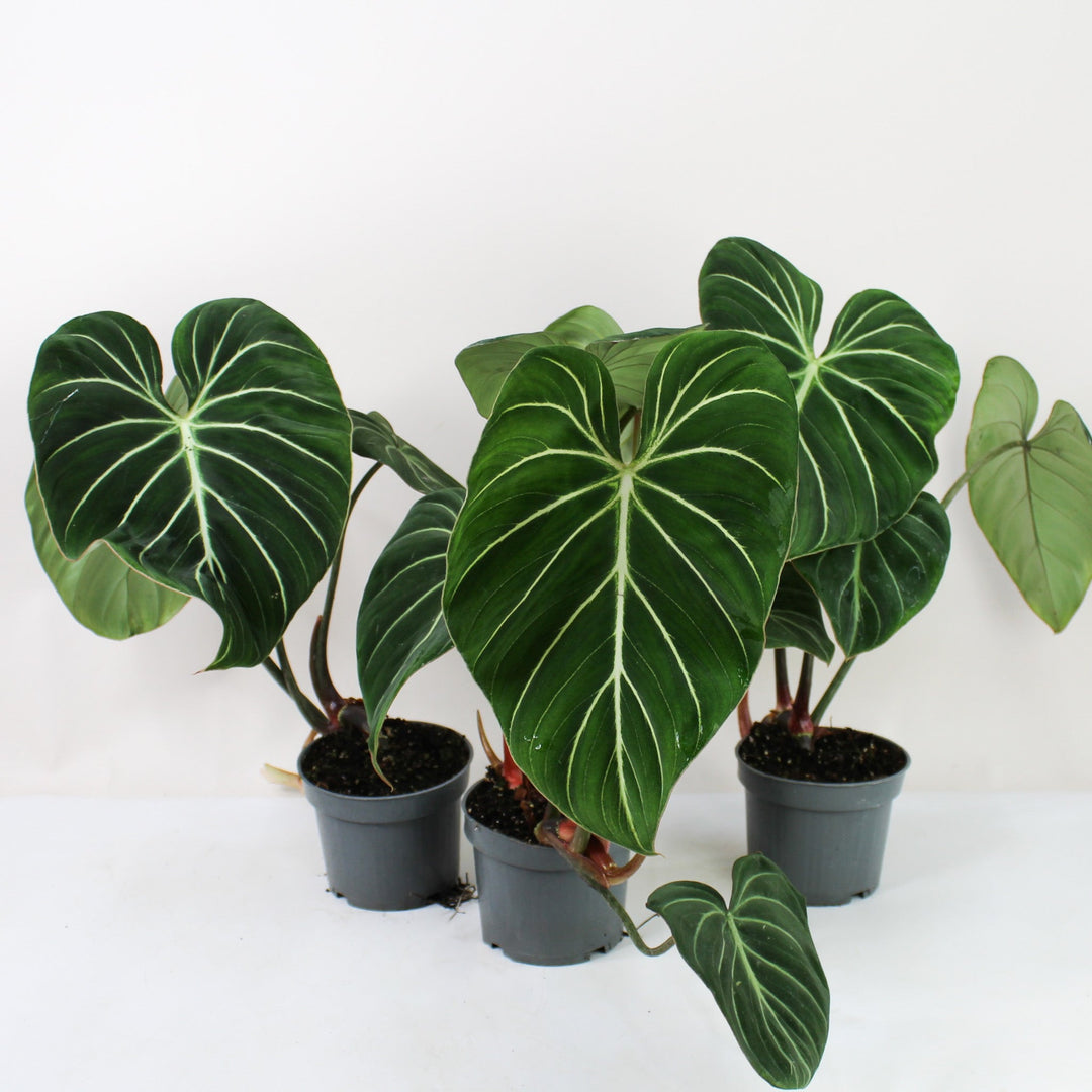 Philodendron Gloriosum 'Dark Form' Foliage Dreams