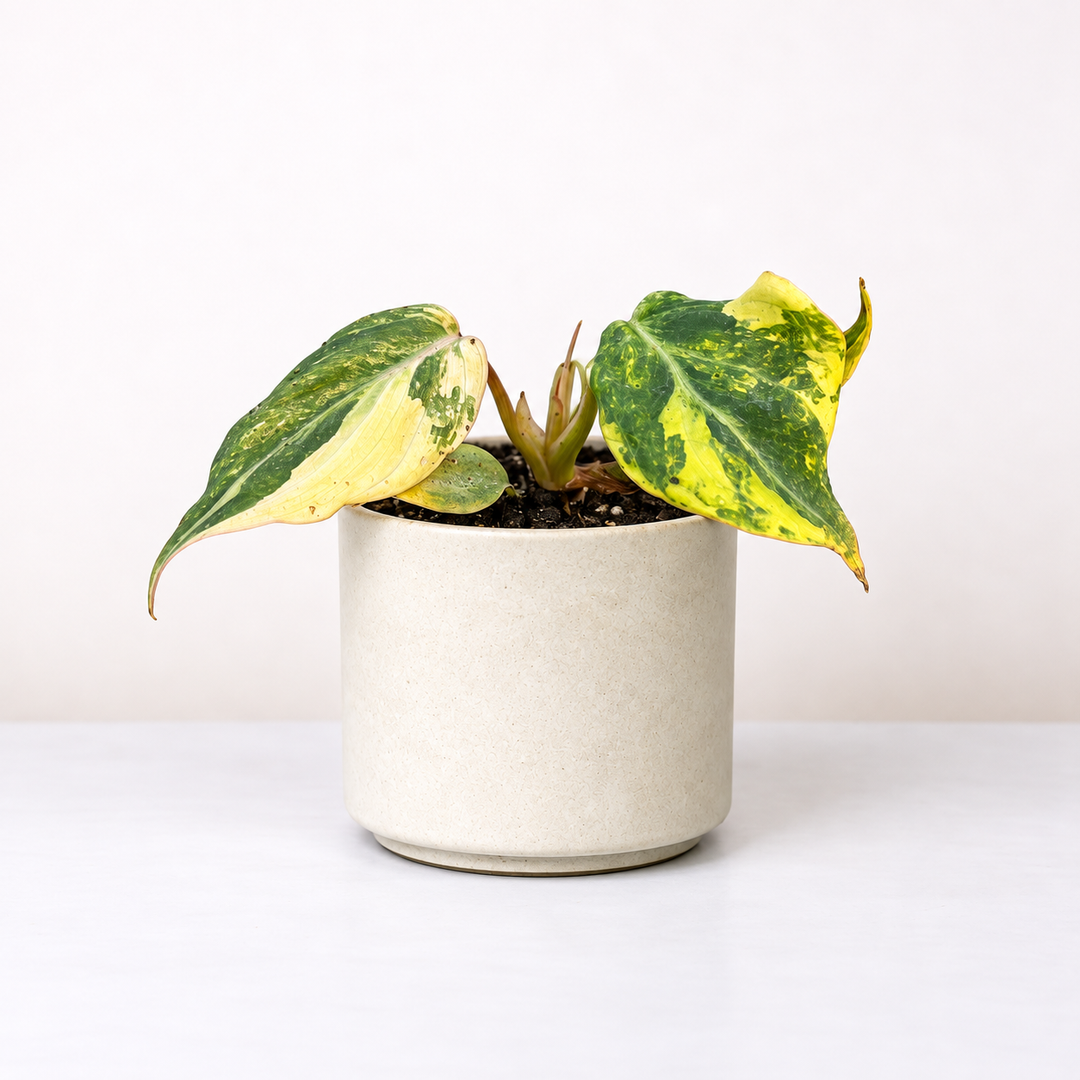 Philodendron Gloriosum Tricolor Foliage Dreams
