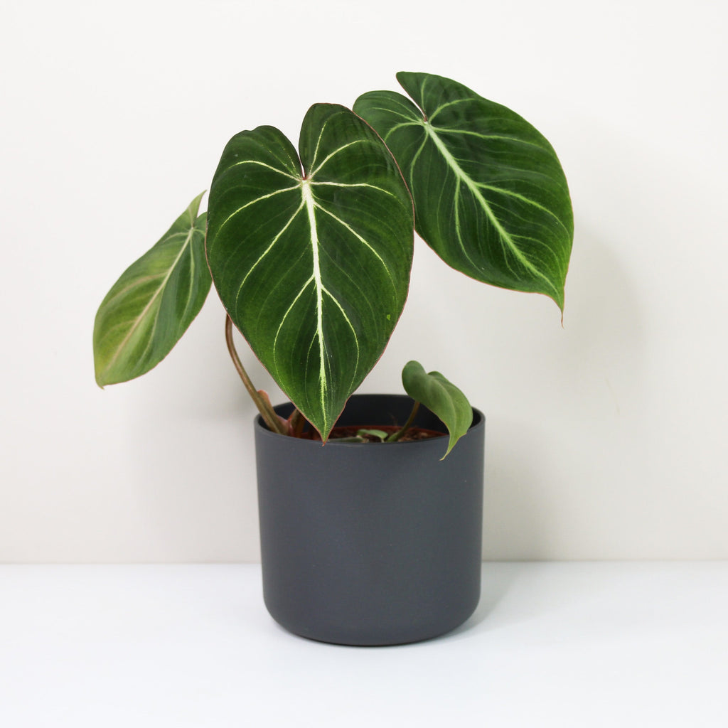 Philodendron Gloriosum Zebra 'Pink Back' – Foliage Dreams