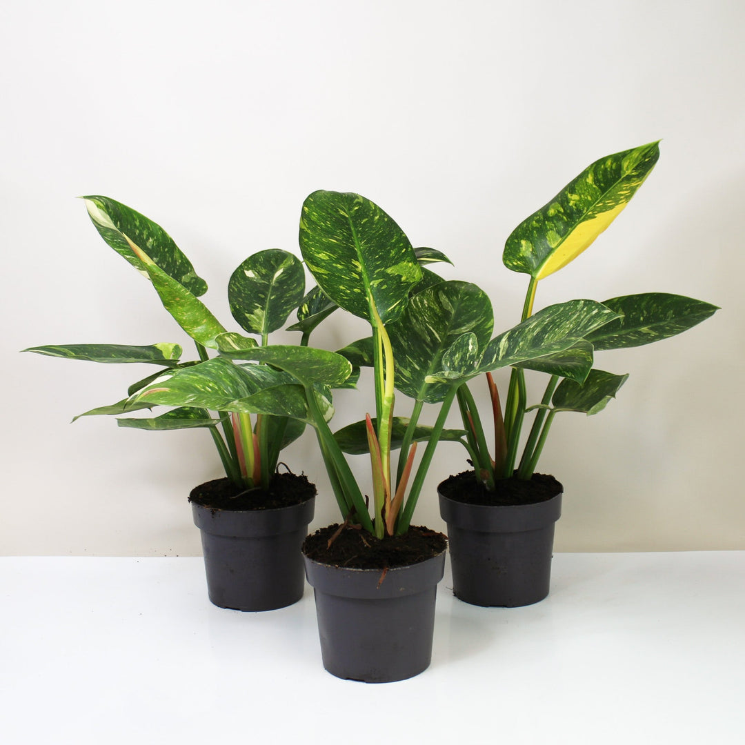 Philodendron Green Congo Variegata Foliage Dreams