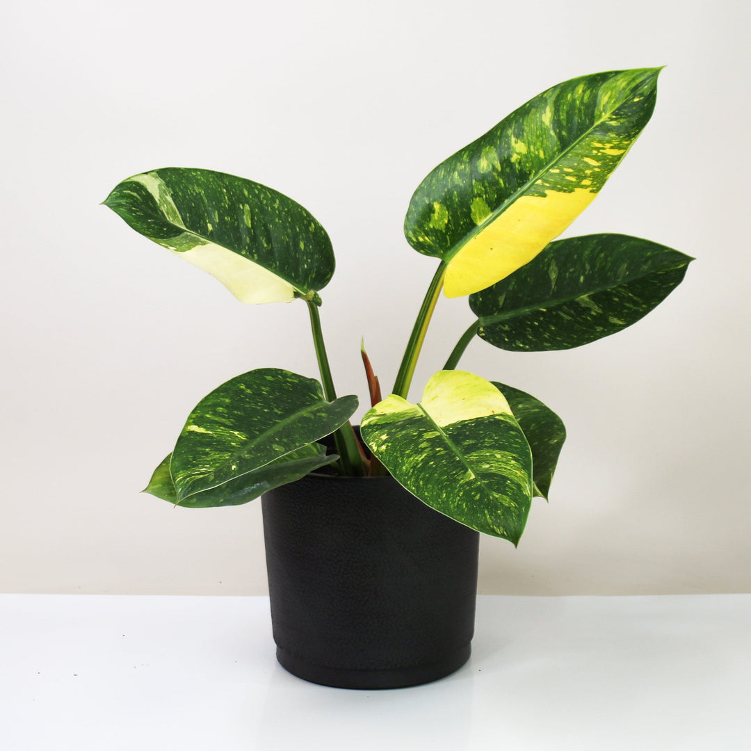 Philodendron Green Congo Variegata Foliage Dreams