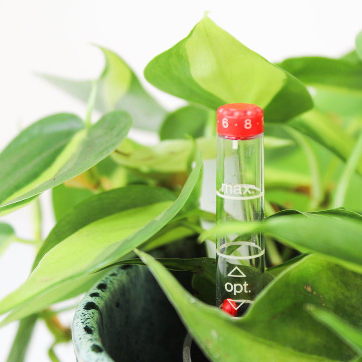 Philodendron Hederaceum Brasil - Hydro M Foliage Dreams