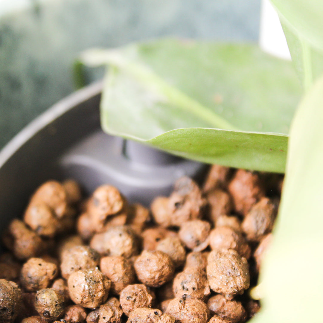 Philodendron Hederaceum Brasil - Hydro M Foliage Dreams