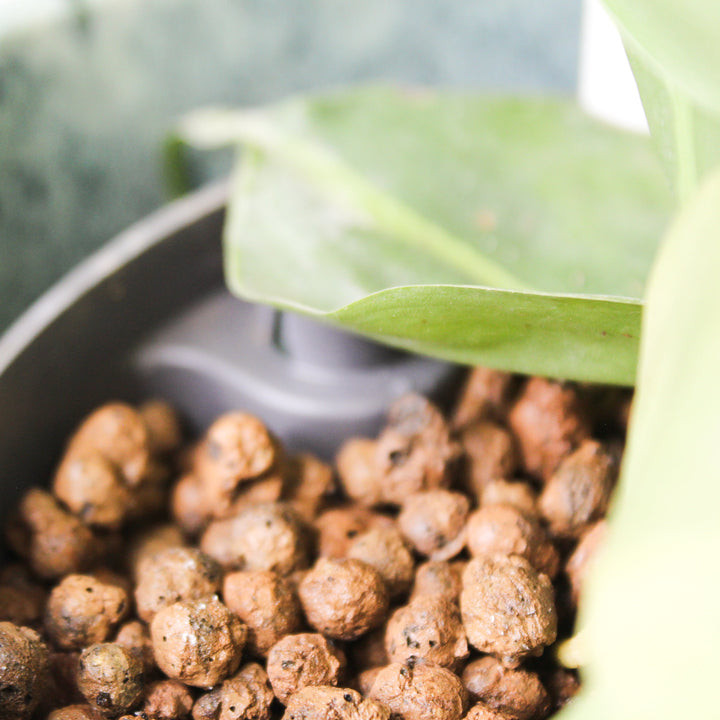 Philodendron Hederaceum Brasil - Hydro M Foliage Dreams