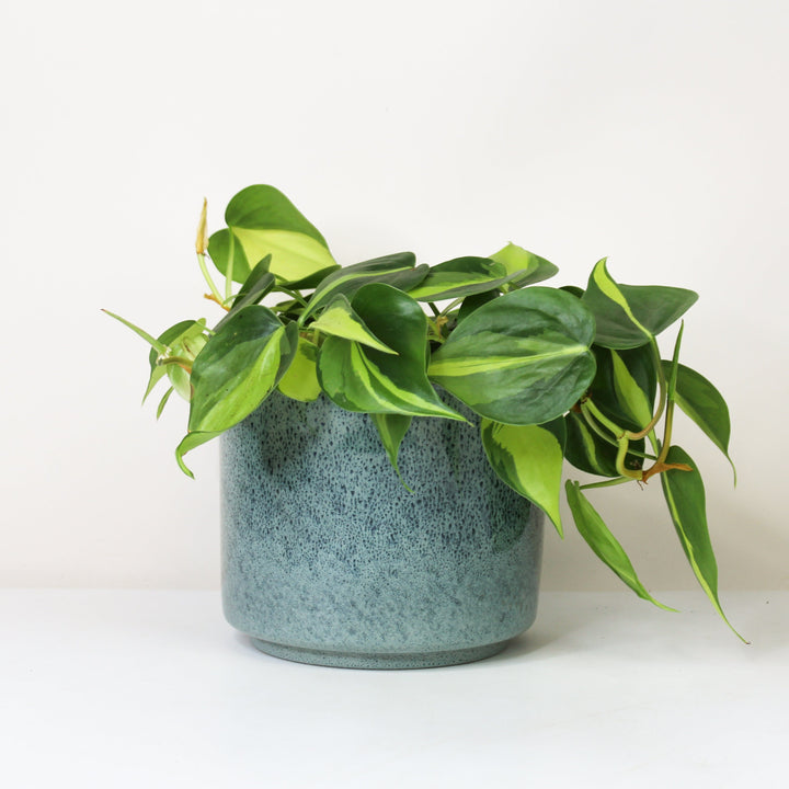 Philodendron Hederaceum Brasil - Hydro M Foliage Dreams