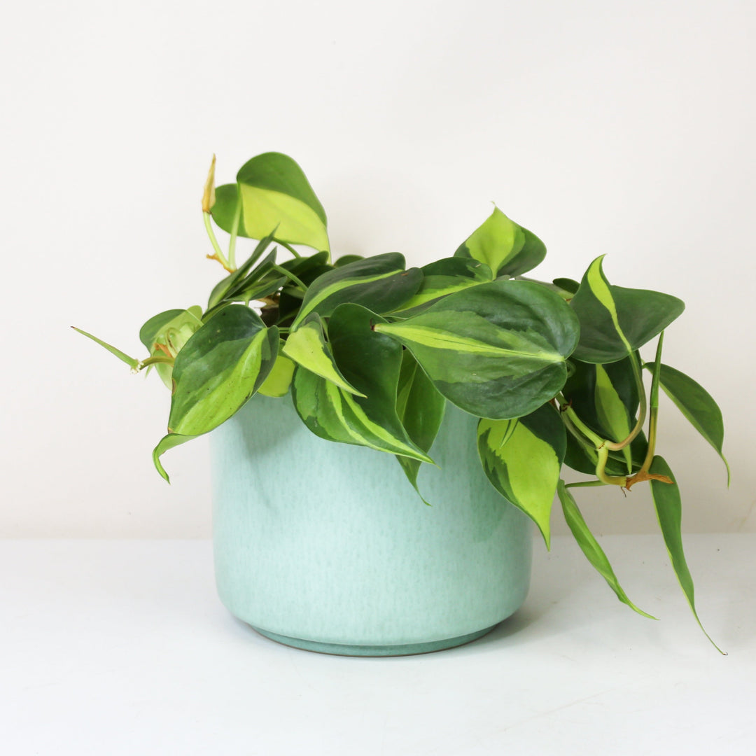 Philodendron Hederaceum Brasil - Hydro M Foliage Dreams