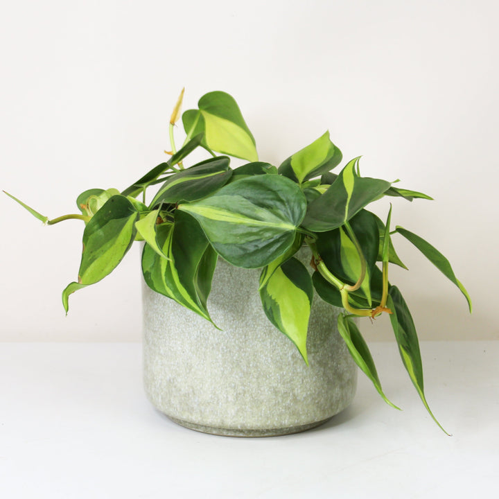 Philodendron Hederaceum Brasil - Hydro M Foliage Dreams