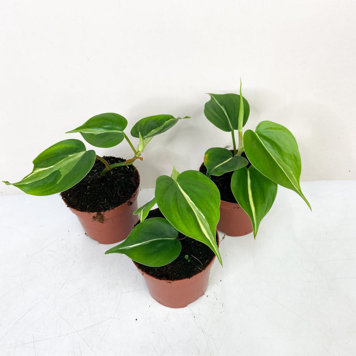 Philodendron Hederaceum Cream Splash Foliage Dreams