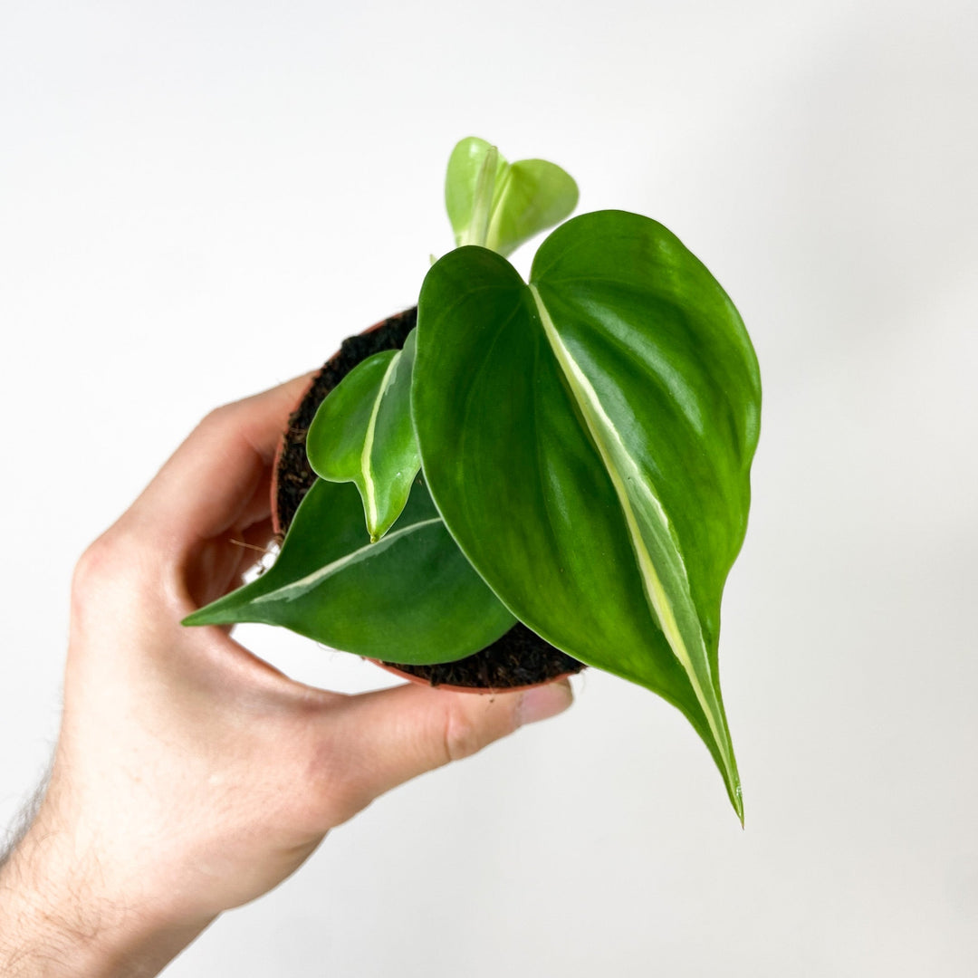 Philodendron Hederaceum Cream Splash Small (2-4 Blätter) Foliage Dreams