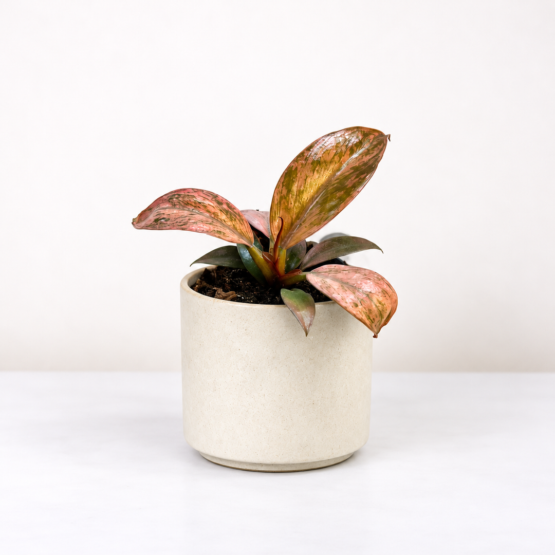 Philodendron Imperial Red variegata - Babypflanze Foliage Dreams