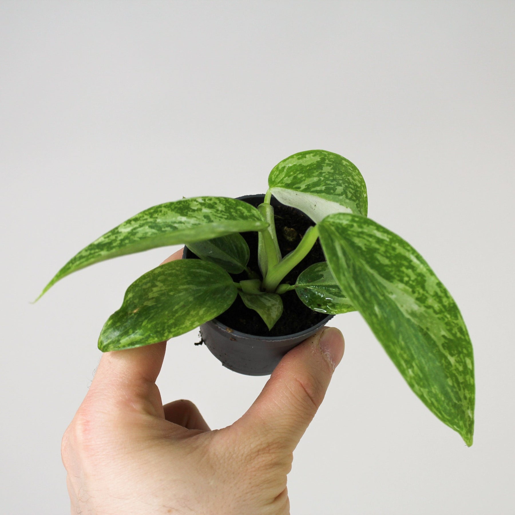 philodendron baby giftig Philodendron Jose Buono