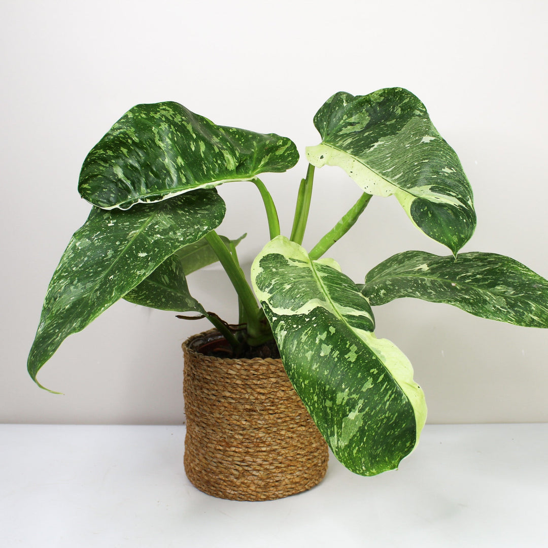 Philodendron Jose Buono L Foliage Dreams