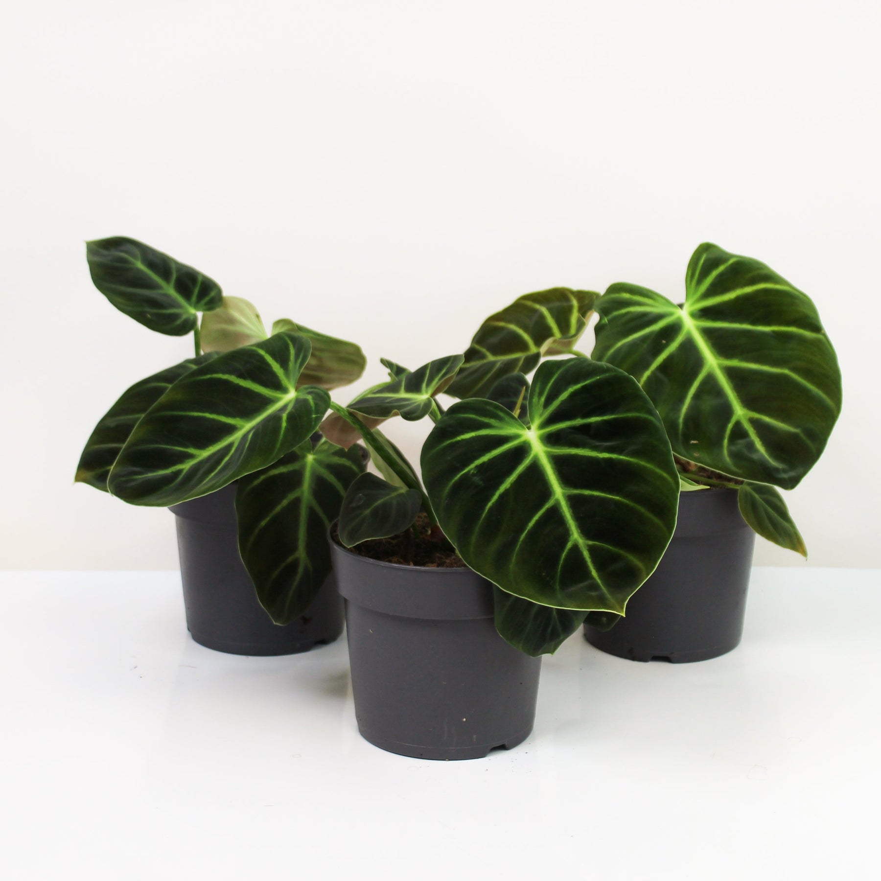philodendron luxurian Philodendron Luxurians – Foliage Dreams
