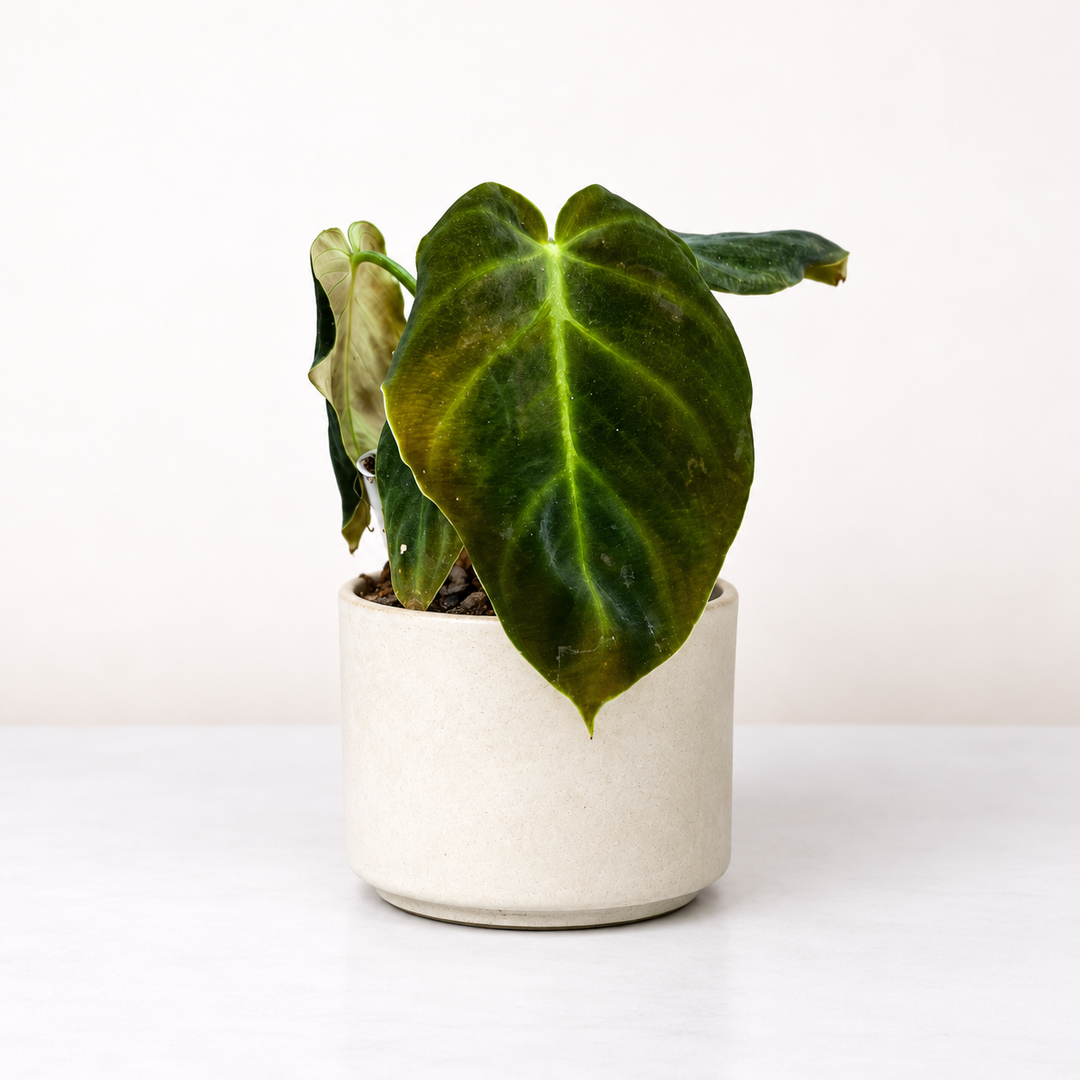 Philodendron Luxurians X Choco - Babypflanze Foliage Dreams