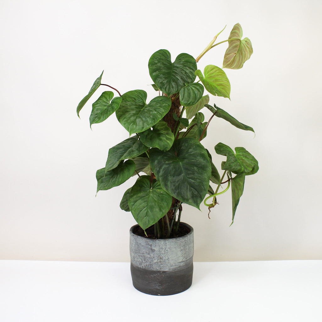 Philodendron Majestic
