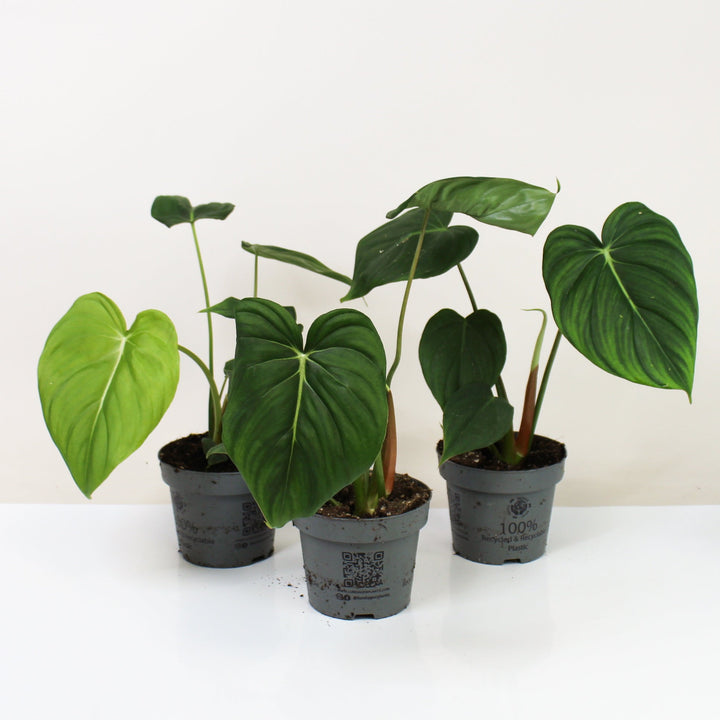 Philodendron McDowell Foliage Dreams