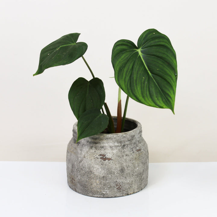 Philodendron McDowell Foliage Dreams