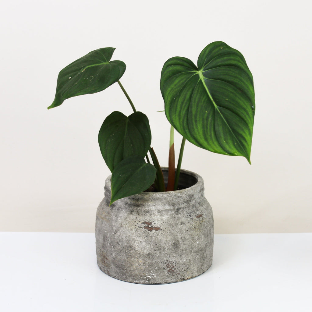 Philodendron McDowell – Foliage Dreams