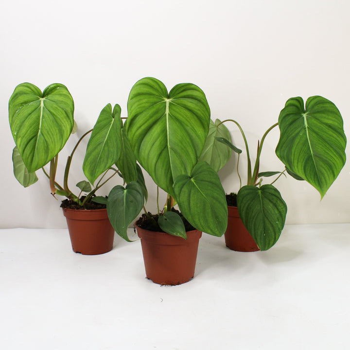 Philodendron McDowell Foliage Dreams