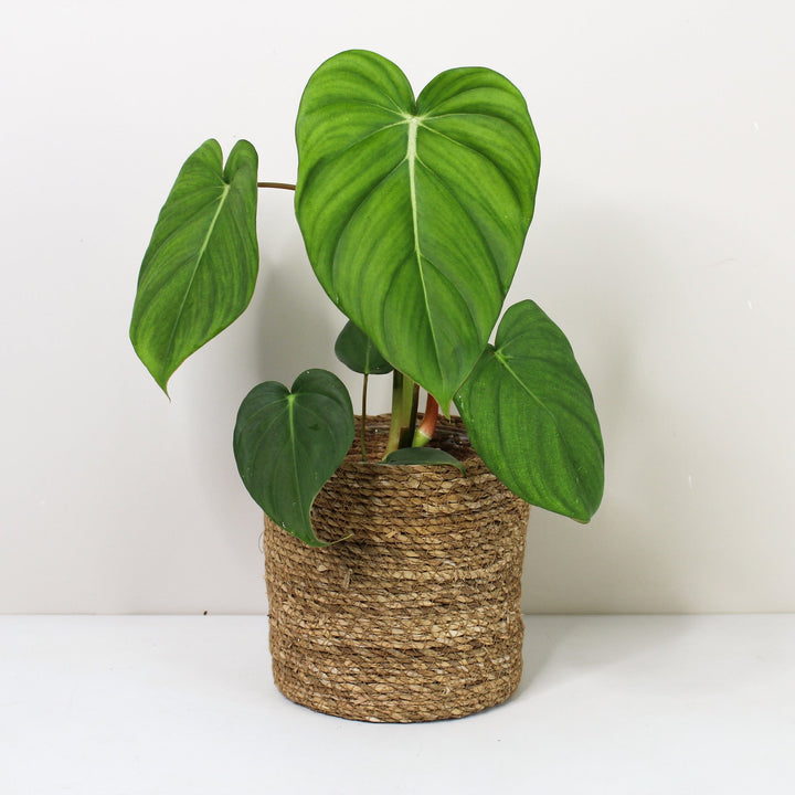 Philodendron McDowell M Foliage Dreams