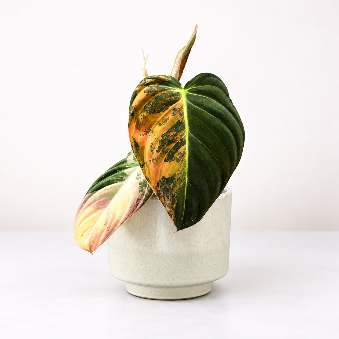 Philodendron Melanochrysum Variegata Foliage Dreams