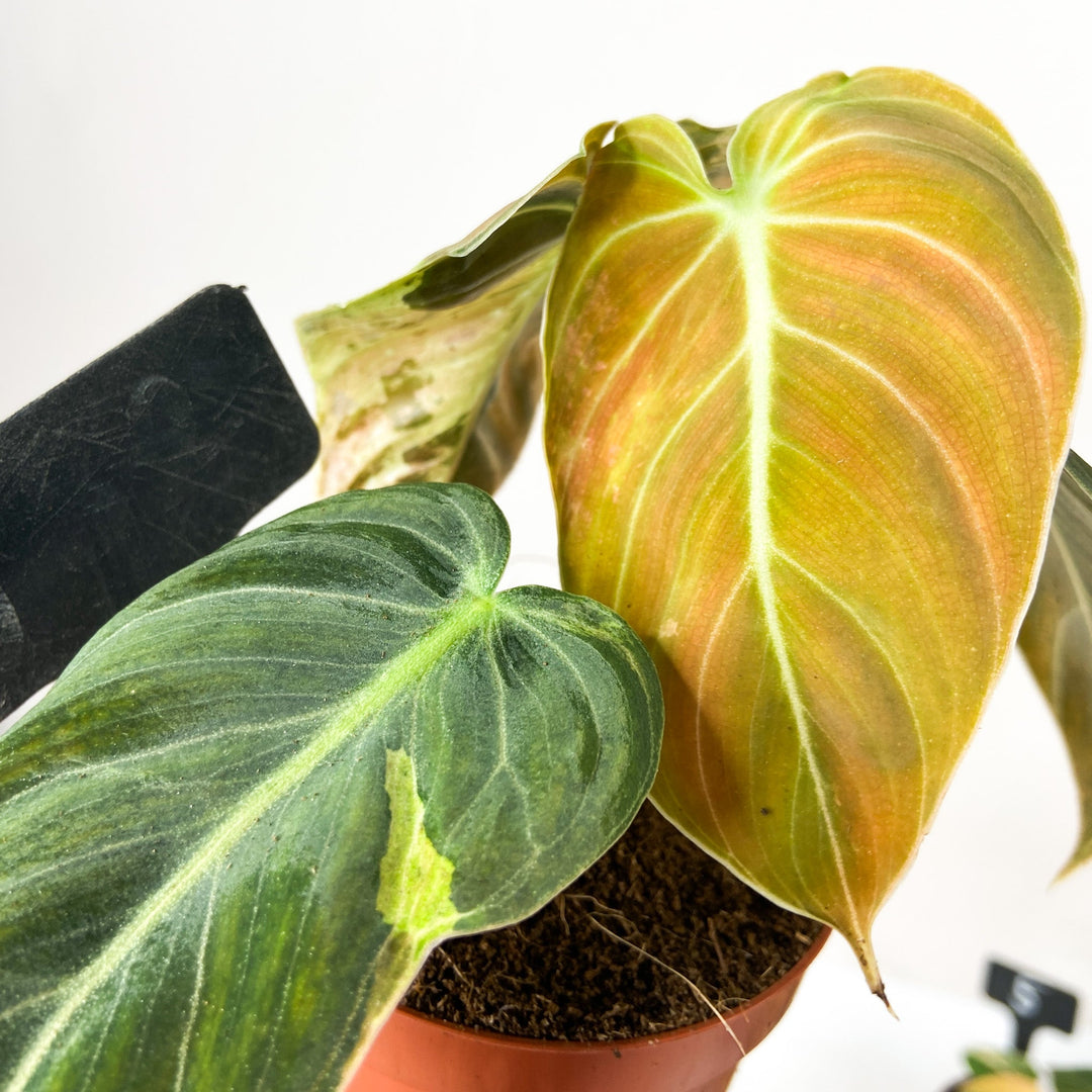 Philodendron Melanochrysum Variegata Foliage Dreams