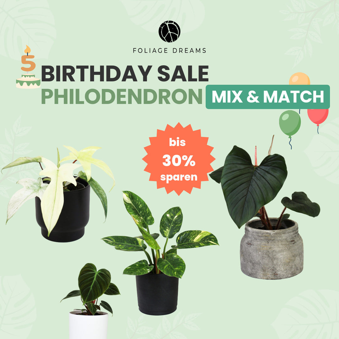Philodendron Mix&Match Foliage Dreams