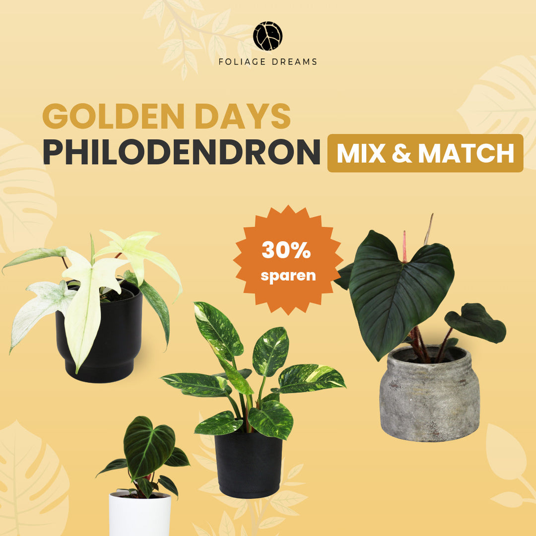 Philodendron Mix&Match Foliage Dreams