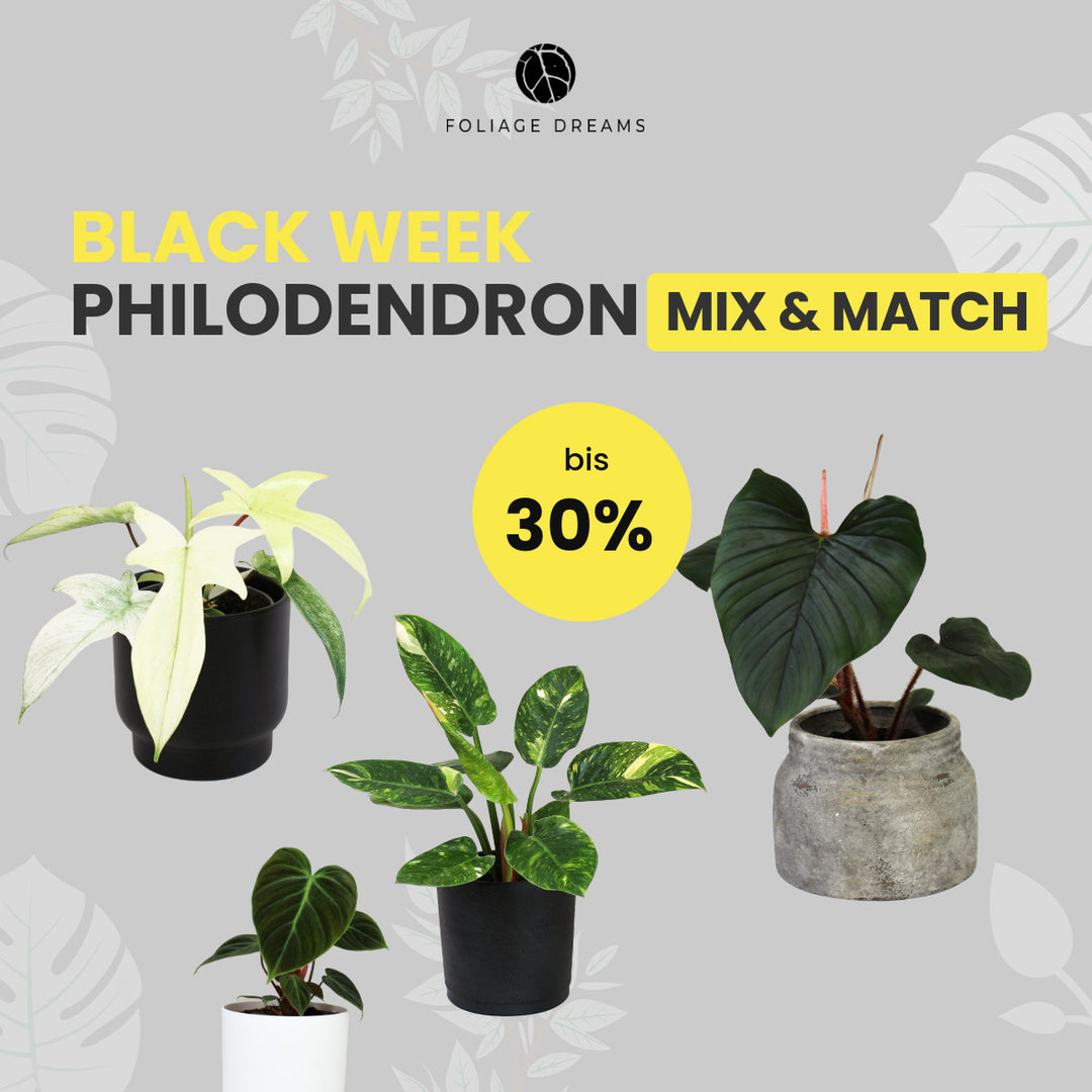 Philodendron Mix&Match Foliage Dreams