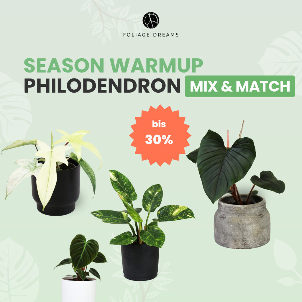 Philodendron Mix&Match – Foliage Dreams