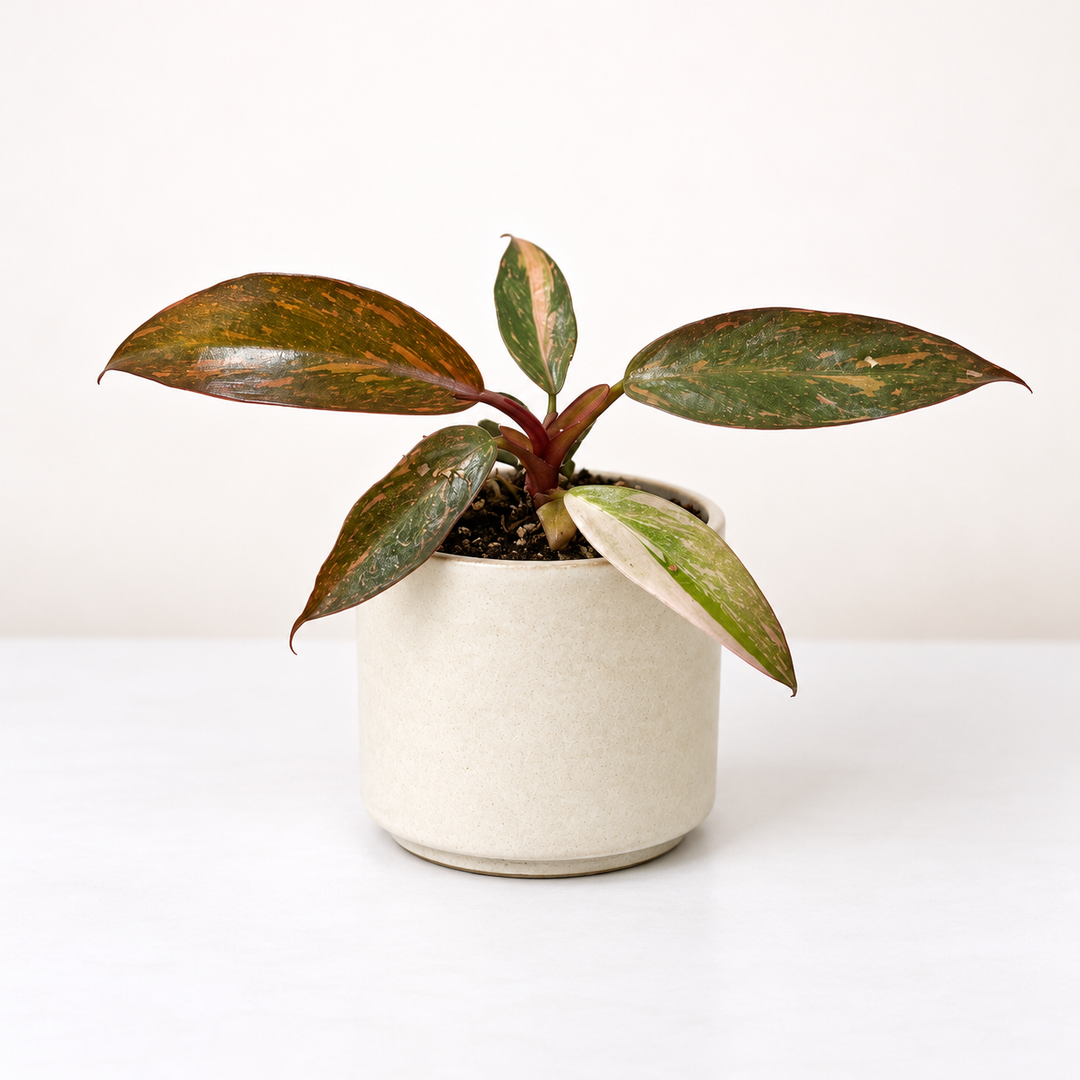 Philodendron Orange Princess - Babypflanze Foliage Dreams