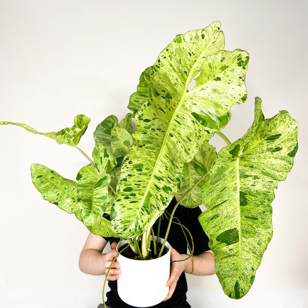 Philodendron Paraiso Verde – Foliage Dreams