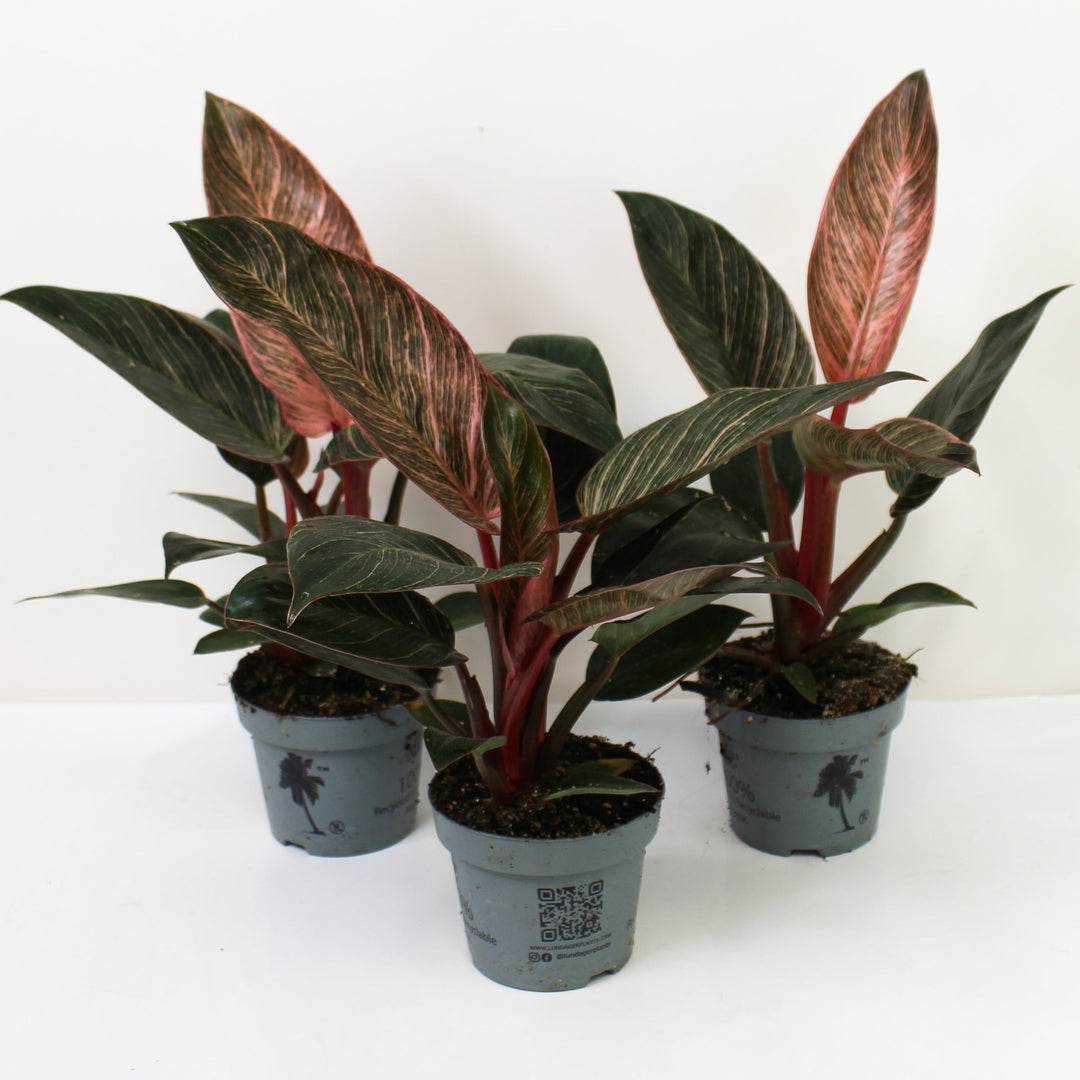 Philodendron Pink Birkin Foliage Dreams