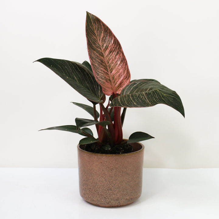 Philodendron Pink Birkin Foliage Dreams