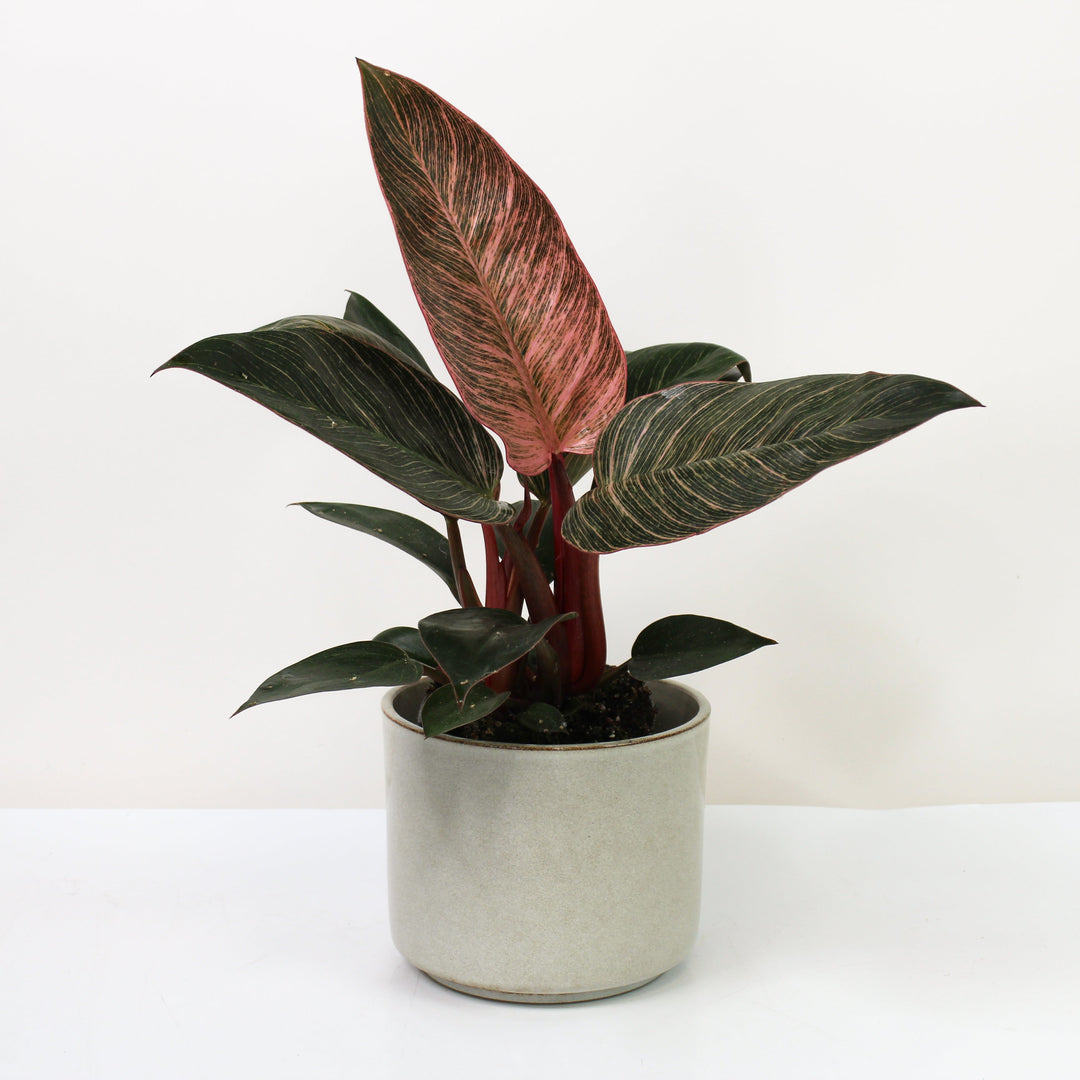 Philodendron Pink Birkin Foliage Dreams