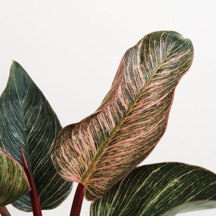 Philodendron Pink Birkin Foliage Dreams