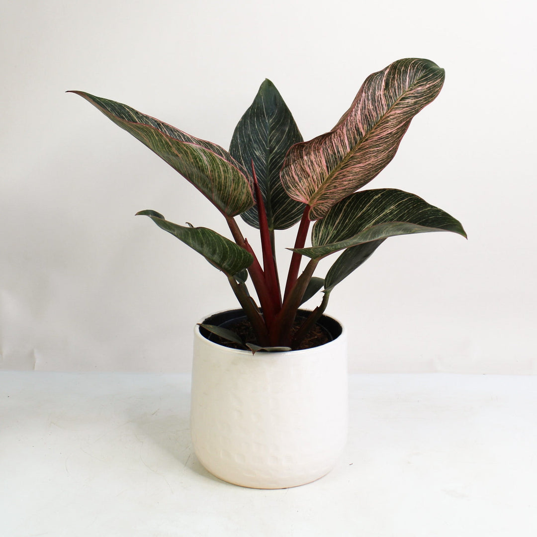 Philodendron Pink Birkin Foliage Dreams