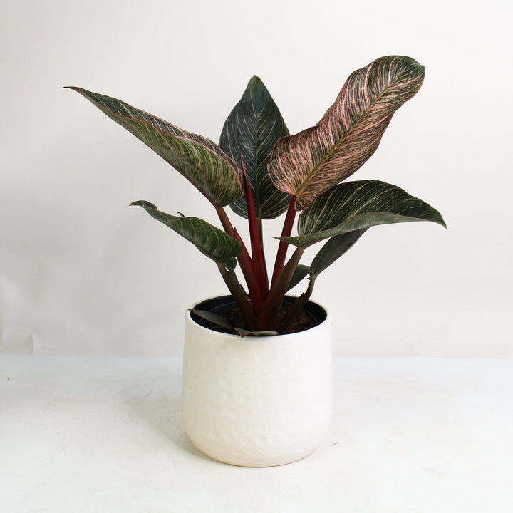 Philodendron Pink Birkin Foliage Dreams