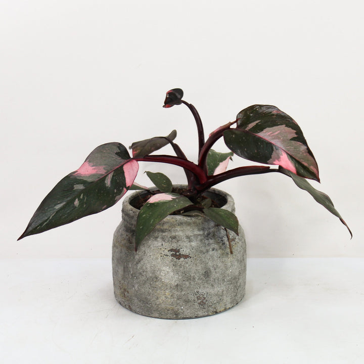 Philodendron Pink Princess B Ware Foliage Dreams