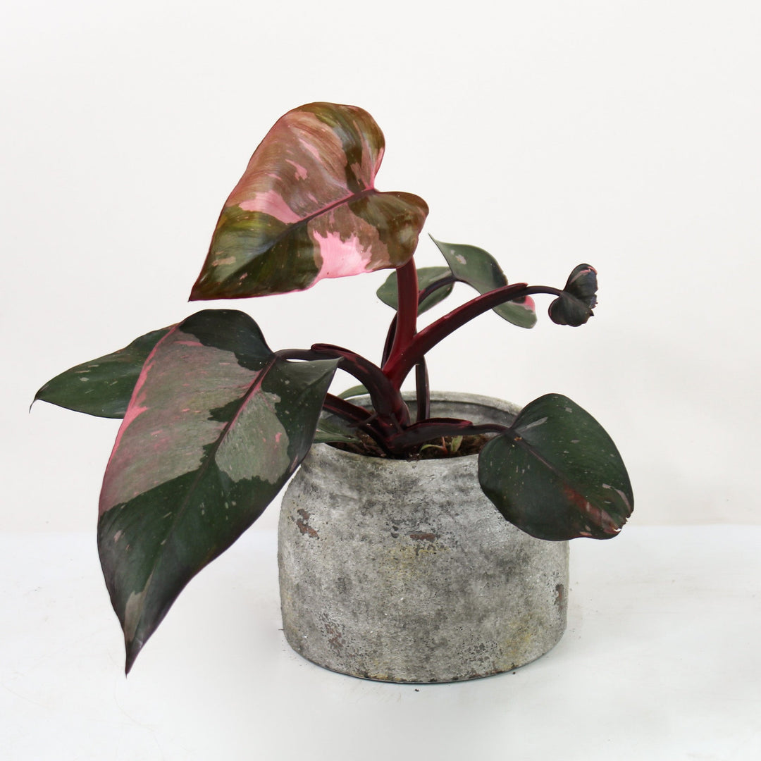 Philodendron Pink Princess B Ware Foliage Dreams