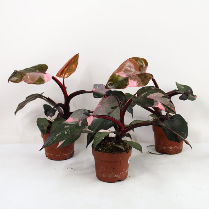 Philodendron Pink Princess B Ware Foliage Dreams