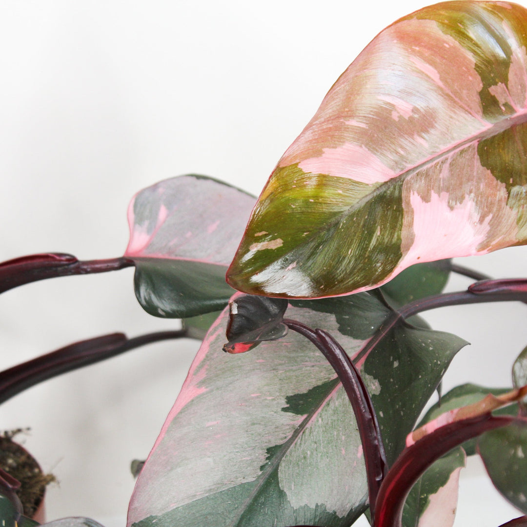 Philodendron Pink Princess B Ware Foliage Dreams