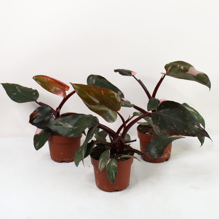 Philodendron Pink Princess B Ware Foliage Dreams