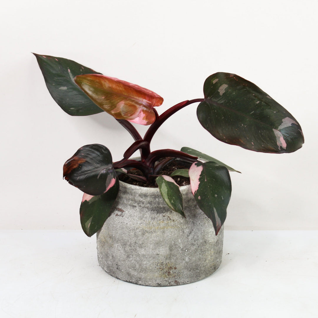 Philodendron Pink Princess B Ware Foliage Dreams