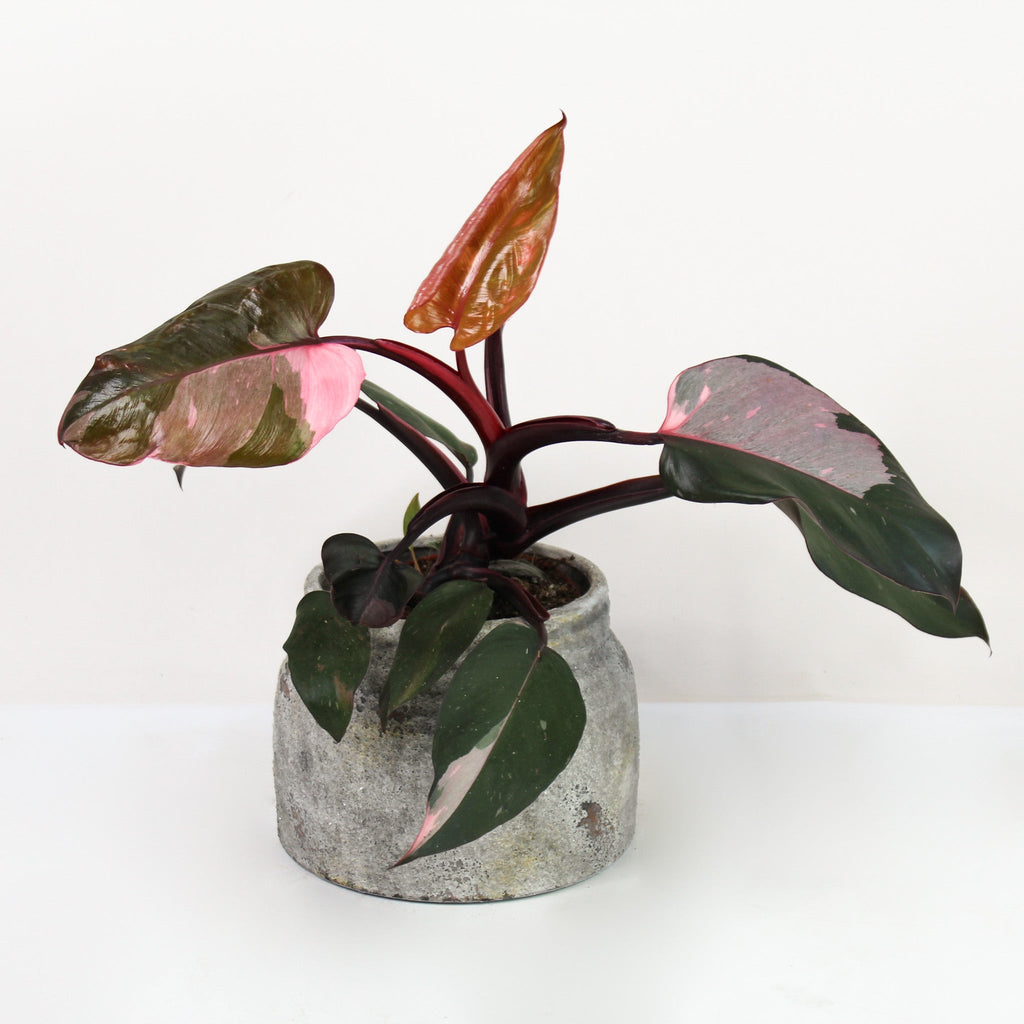 Philodendron Pink Princess B Ware – Foliage Dreams